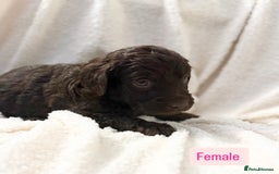 Labradoodle dogs for sale: Standard Labradoodle Puppies  - Advert 8