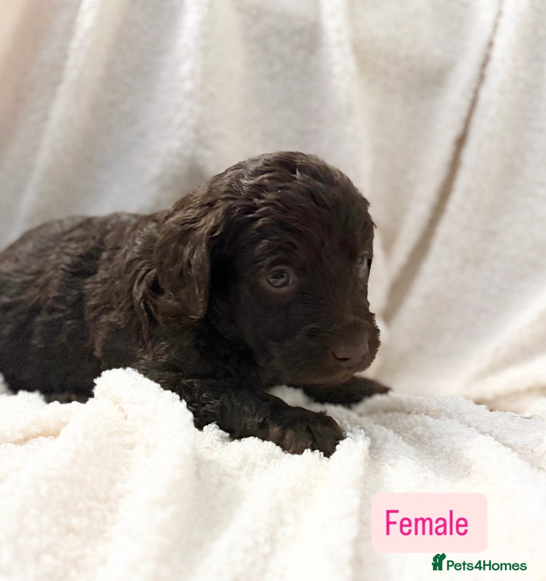 Labradoodle dogs for sale: Standard Labradoodle Puppies  - Advert 8