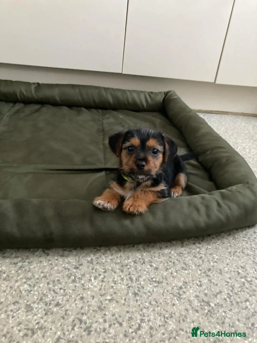 Jack Russell dogs for sale: Jack Russell  - Advert 2