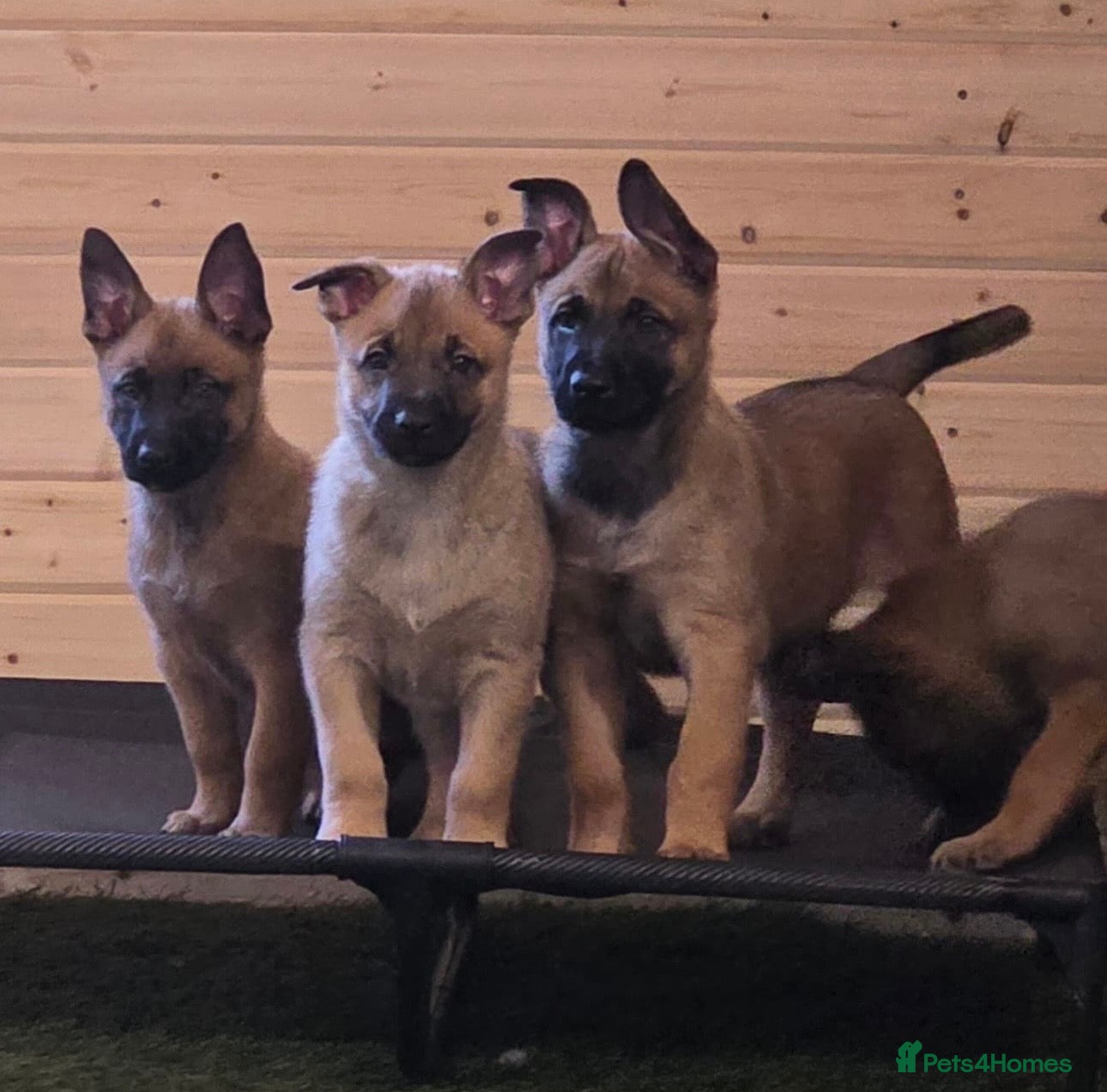 Belgian Shepherd Dog dogs Belgian Malinois Pups Ready To Leave 23rd March  - Advert 1