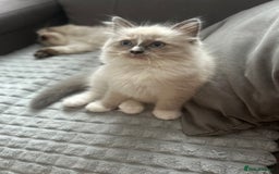Ragdoll cats for sale: 😻 Beautiful Ragdoll Kittens😻 - Advert 12