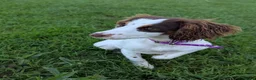 Sprocker dogs for sale: Beautiful sprocker girl  - Advert 3