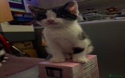 Mixed Breed cats for sale: Mixed kittens  - Image 20