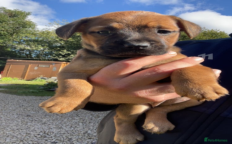 Patterdale Terrier dogs - Advert 5
