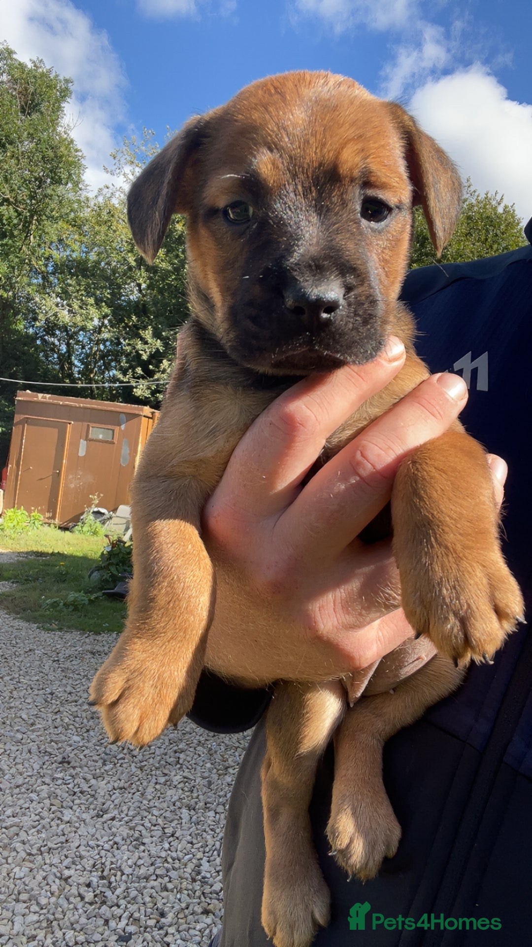Patterdale Terrier dogs for sale: Patter dale  - Image 1