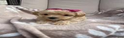 Maltipoo dogs for sale: Maltipoos - Advert 14