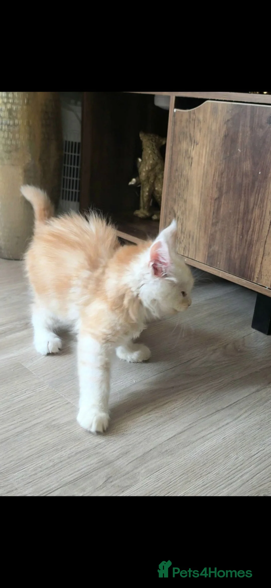 Maine Coon cats for sale: Unique Maine Coon boy  - Advert 2