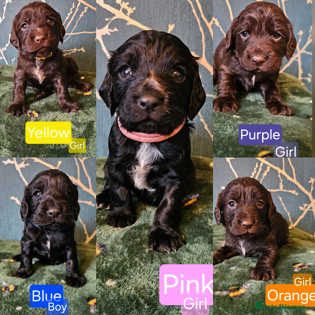 Cocker Spaniel dogs for sale: Working cocker spaniel puppies - Advert 7