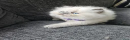 Persian cats for sale: Stunning Active Lilac Point Persian Boy  - Advert 14