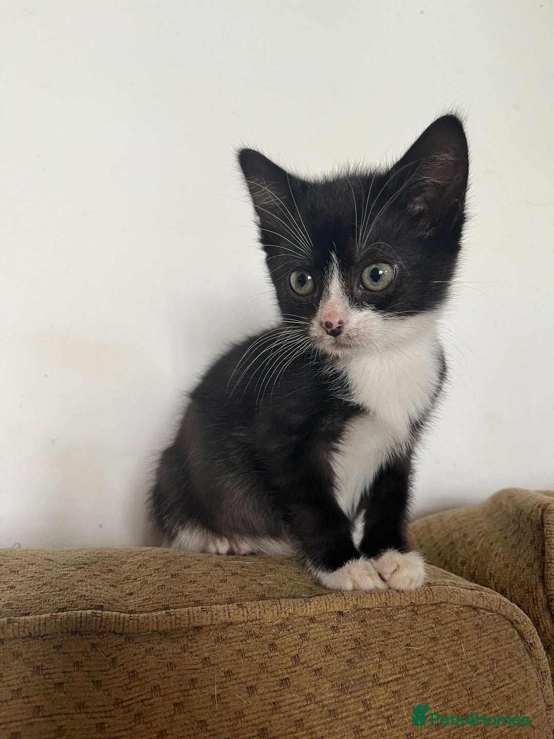 Mixed Breed cats for sale: Two kittens looking for family together - Advert 3