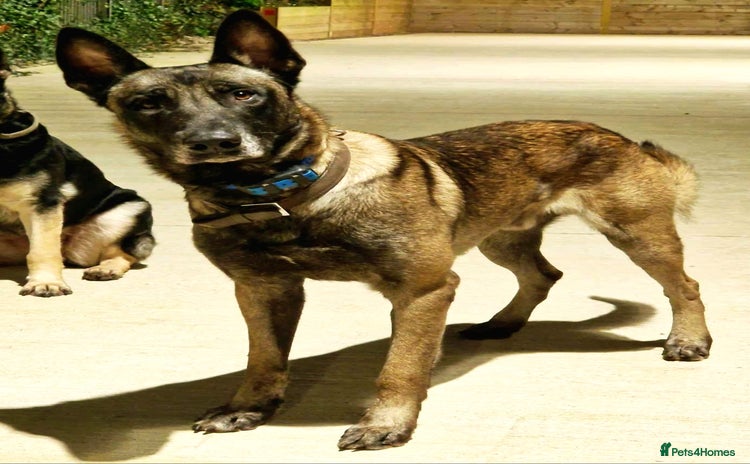 Belgian Shepherd Dog dogs - Advert 1