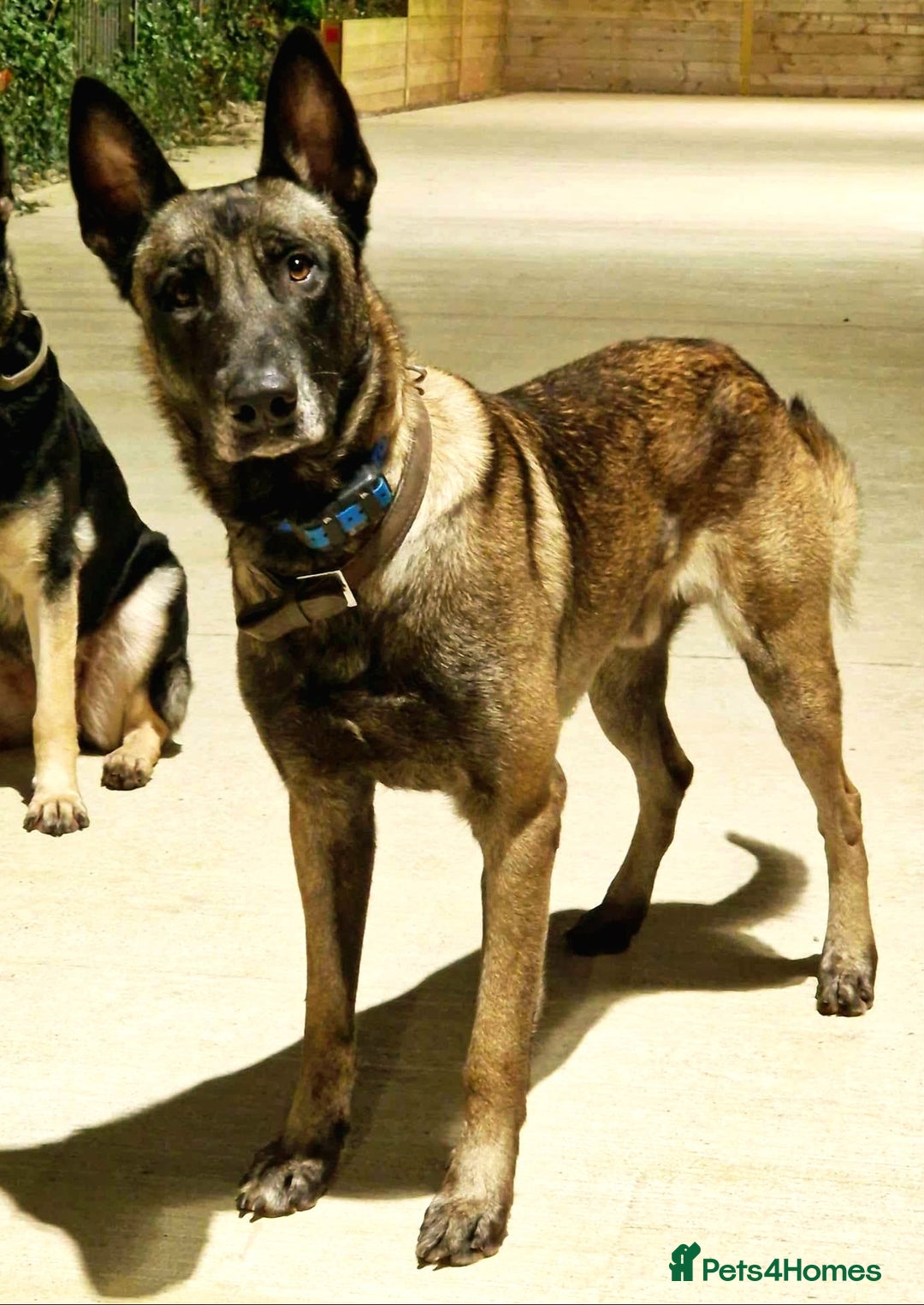 Belgian Shepherd Dog dogs for sale: Belgian shepherd malinois, working security k9 - Image 1