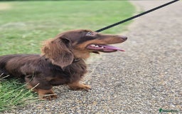 Miniature Dachshund dogs for sale: KC Miniature dachshund boy  - Image 1