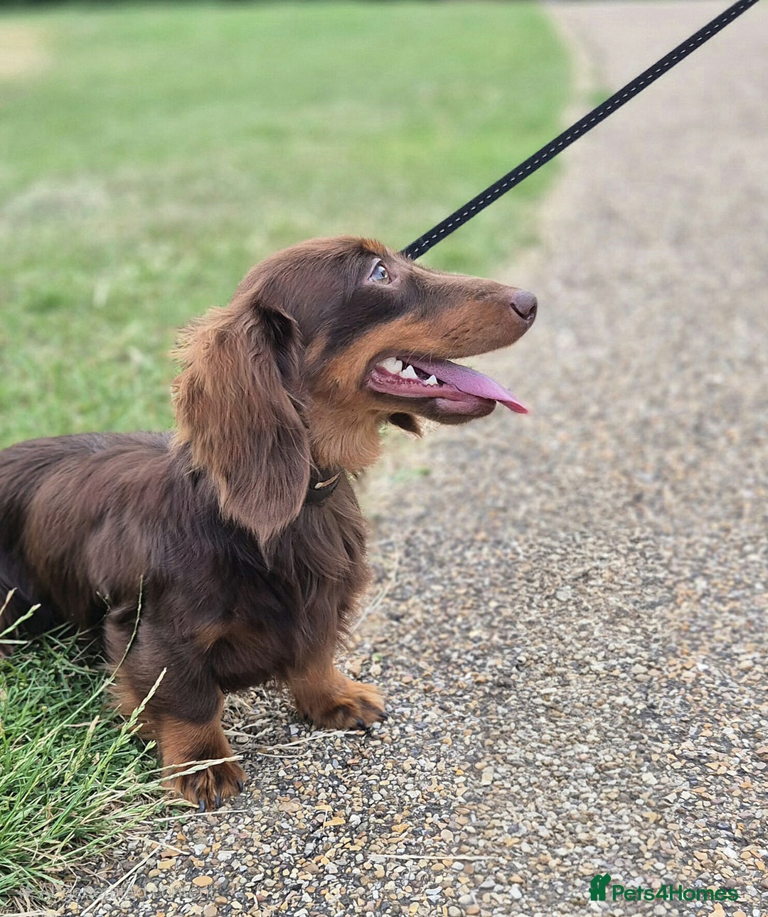Miniature Dachshund dogs for sale: KC Miniature dachshund boy  - Image 1