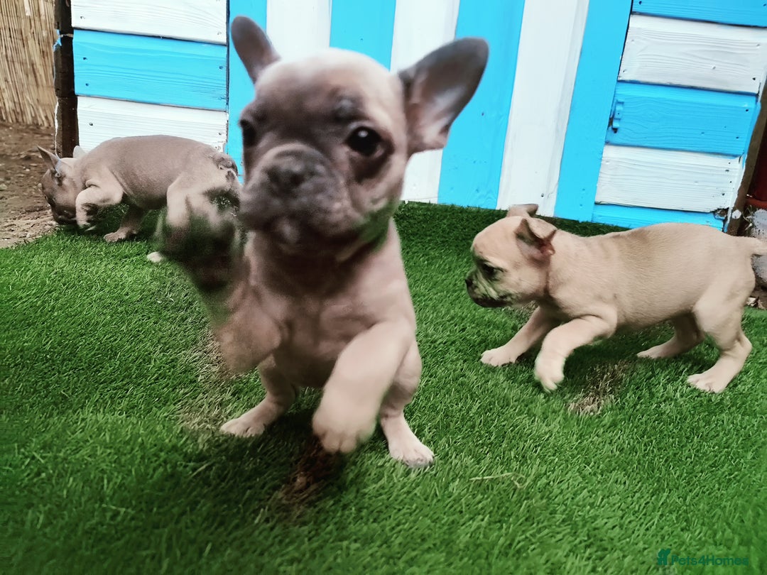 French Bulldog dogs for sale: French bulldog puppies  - Image 10