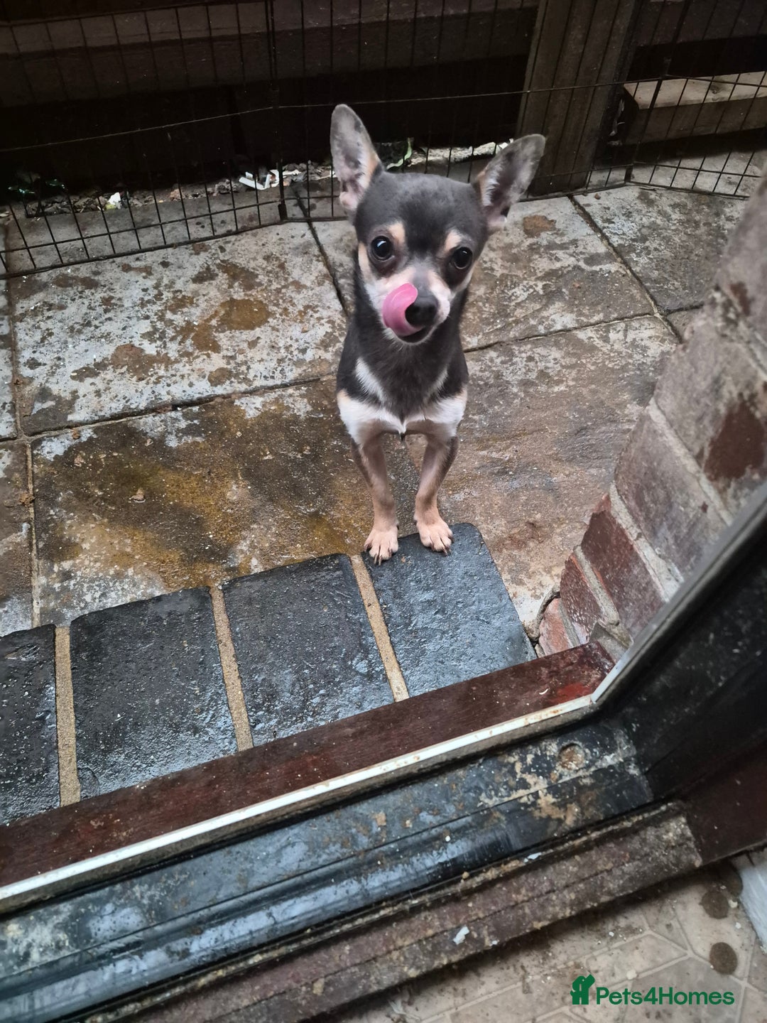 Chihuahua dogs for sale: Beautiful tri lilac boy Chihuahua  - Advert 1