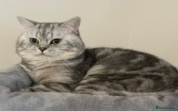 British Shorthair cats for sale: Beautiful British short haired males  - Image 2