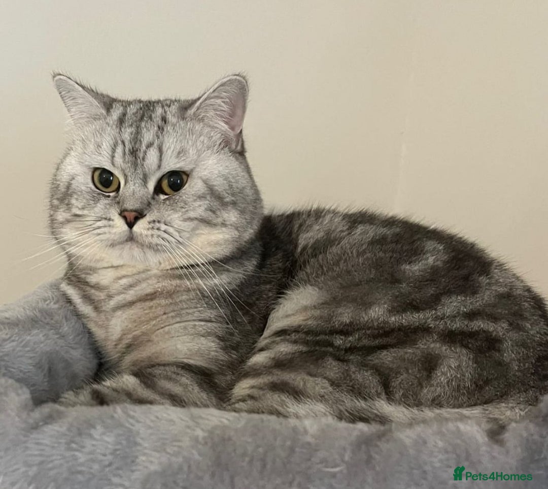 British Shorthair cats for sale: Beautiful British short haired males  - Image 2