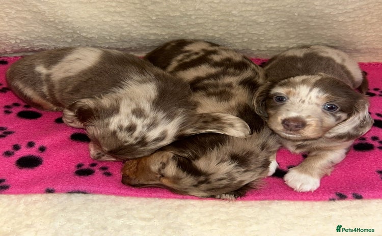 Miniature Dachshund dogs - Advert 1