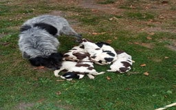 Mixed Breed dogs for sale: Fen Spaniels -Korthols x Eng Springer Spaniel  - Image 14