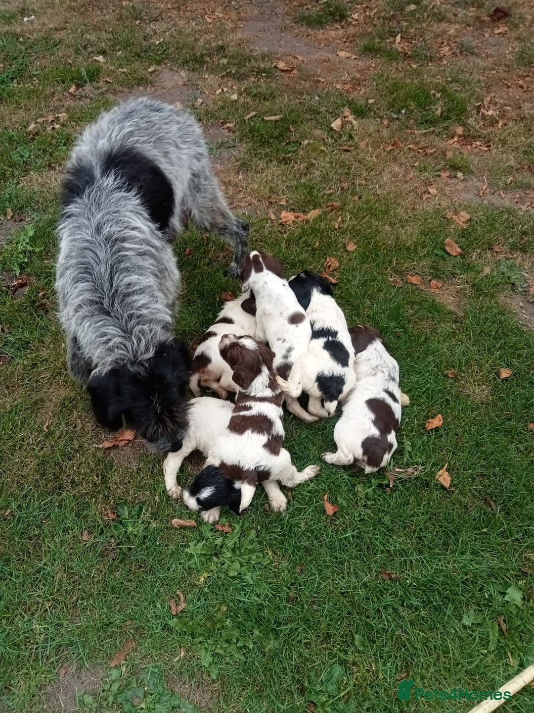 Mixed Breed dogs for sale: Fen Spaniels -Korthols x Eng Springer Spaniel  - Image 14