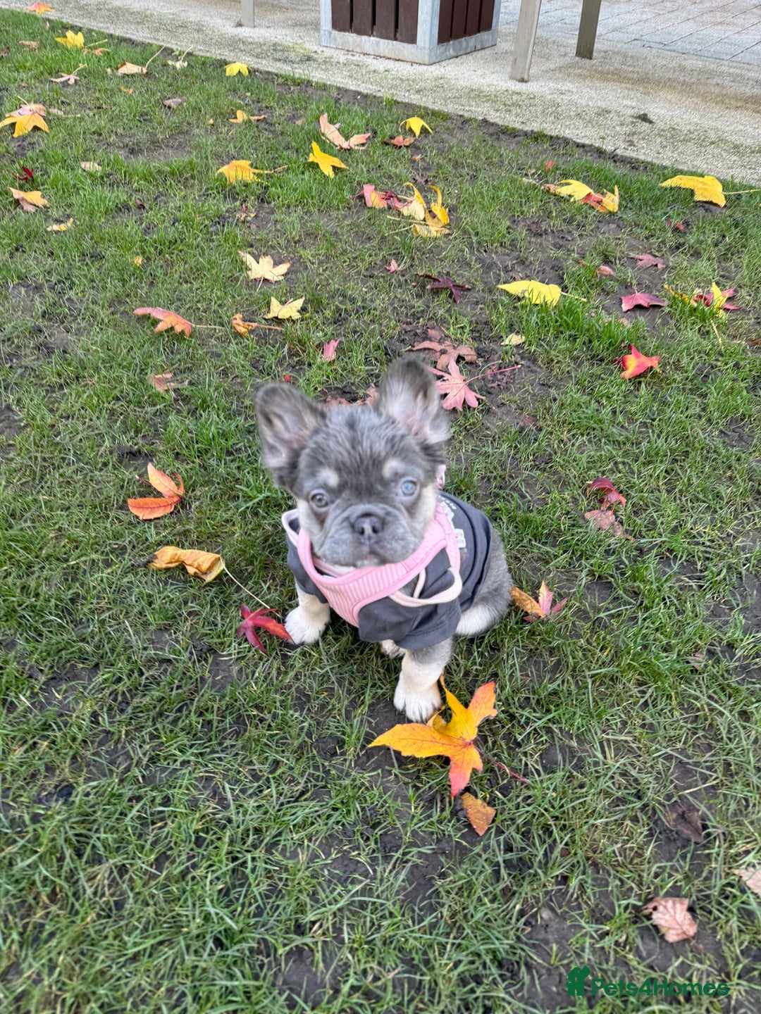 French Bulldog dogs for sale: FLUFFY FRENCH BULLDOG  - Advert 1