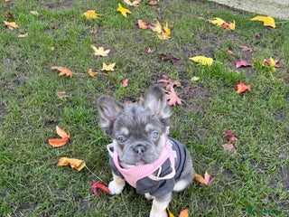 French Bulldog dogs FLUFFY FRENCH BULLDOG - Advert 8