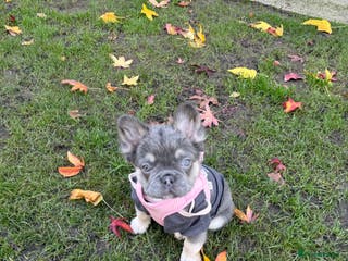 French Bulldog dogs FLUFFY FRENCH BULLDOG - Advert 19