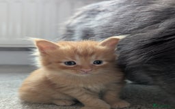 Maine Coon cats for sale: Maine Coon Kittens - Image 13