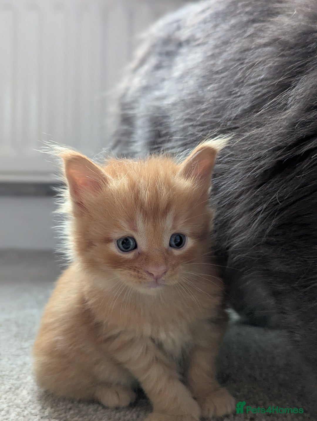 Maine Coon cats for sale: Maine Coon Kittens - Image 13