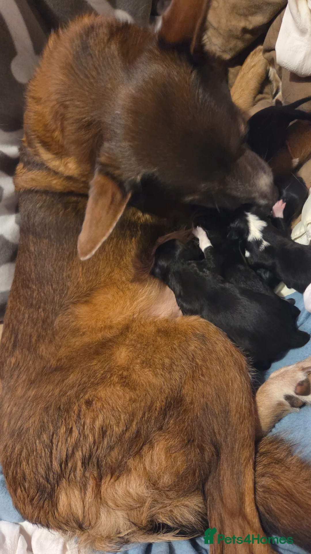 Mixed Breed dogs for sale: Labrador Collie Cross Puppy - Advert 6