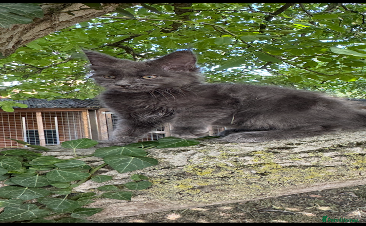 Maine Coon cats - Advert 2