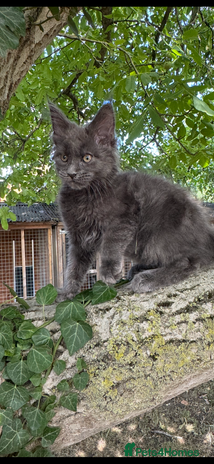 Maine Coon cats - Advert 11