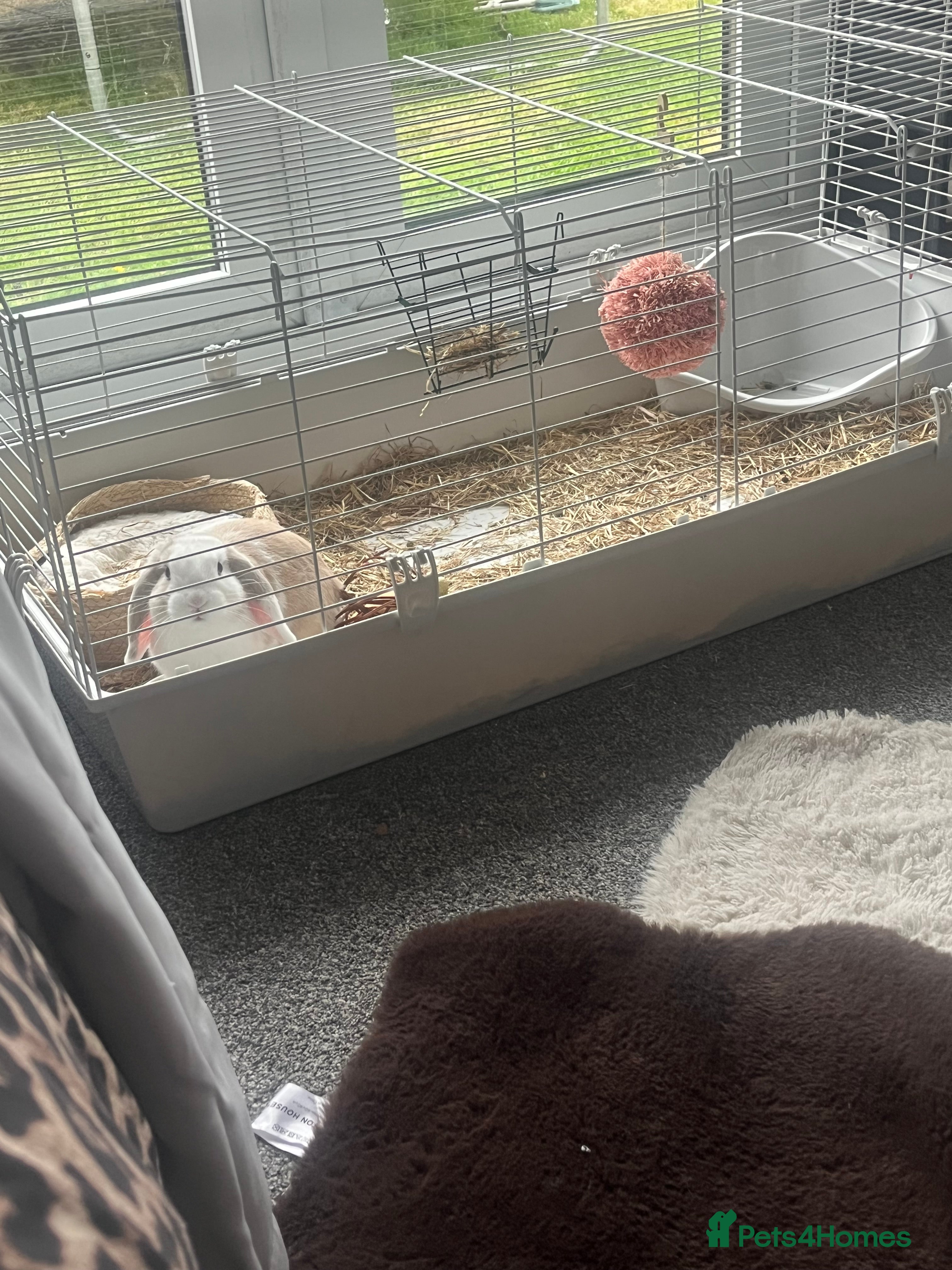 Mini Lop rabbits beautiful mini lop girl  - Advert 9