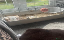 Mini Lop rabbits for sale: beautiful mini lop girl  - Image 1