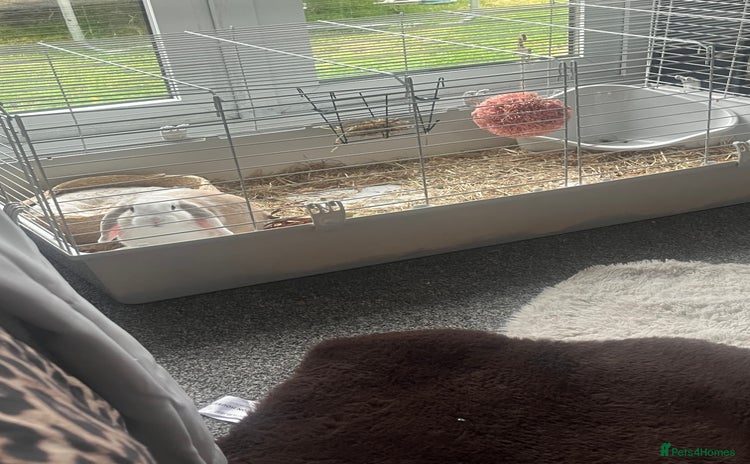 Mini Lop rabbits - Advert 1