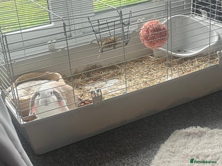 Mini Lop rabbits - Advert 30