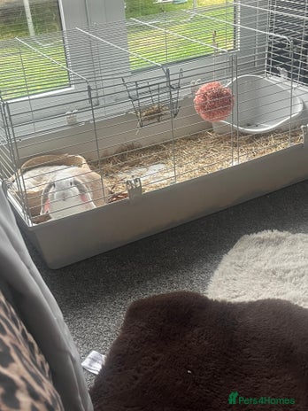 Mini Lop rabbits - Advert 16