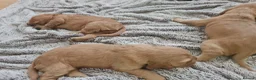 Cocker Spaniel dogs for sale: 3 golden Cocker Spaniels  - Advert 35