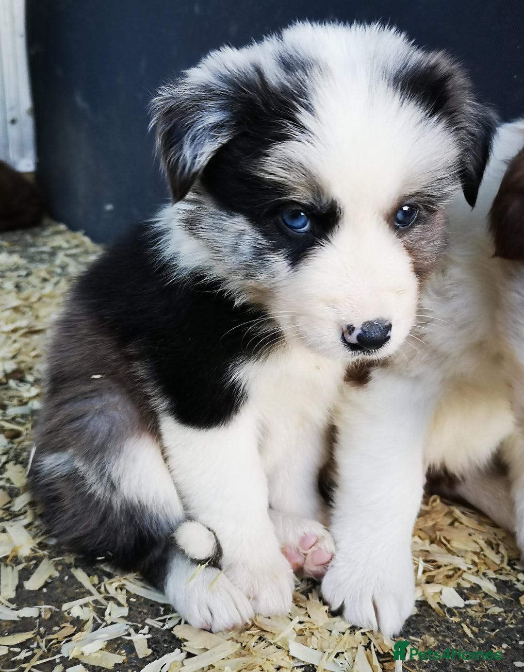 Border Collie dogs for sale: Stunning Fluffy Border Collies Puppies for Sale - Image 3