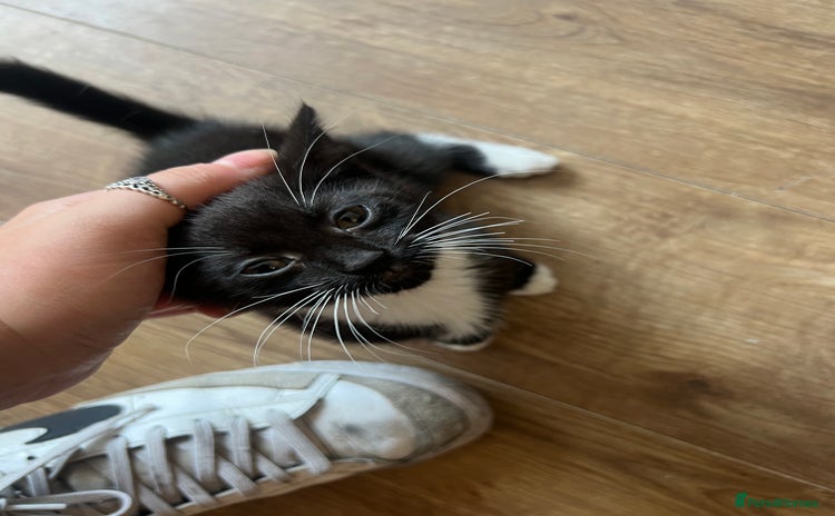 Mixed Breed cats - Advert 1