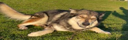 Mixed Breed dogs for sale: Hybrid wolf dog nanuk  - Advert 9
