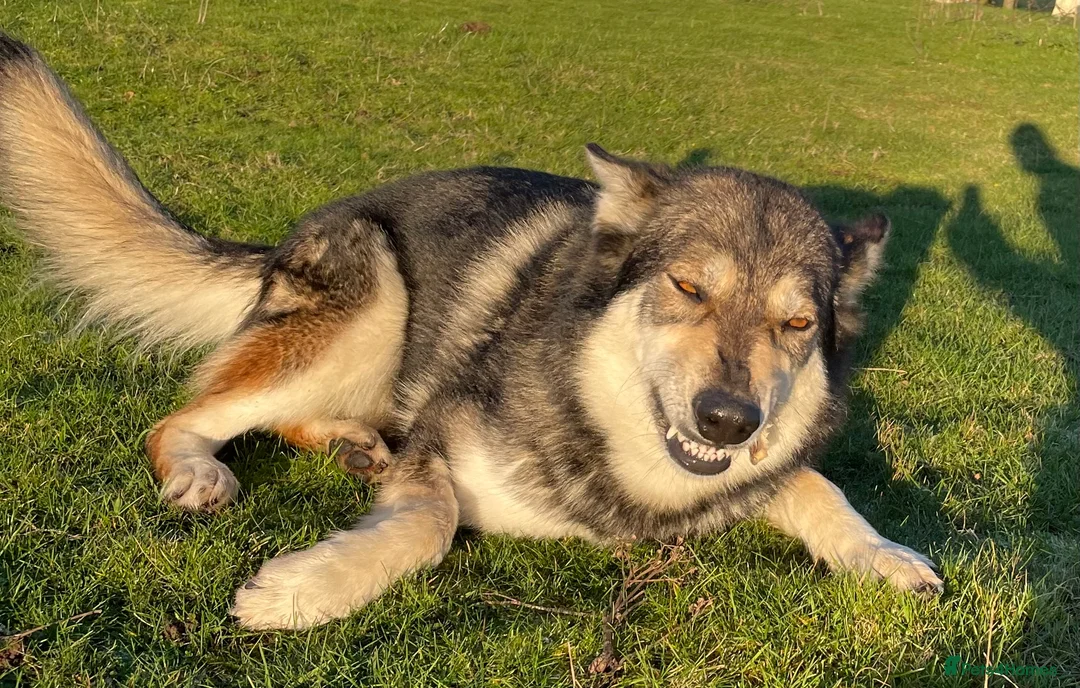 Mixed Breed dogs for sale: Hybrid wolf dog nanuk  - Advert 9