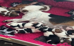 Jack Russell dogs for sale: Gorgeous Mini Jack Russell Terriers - Image 2