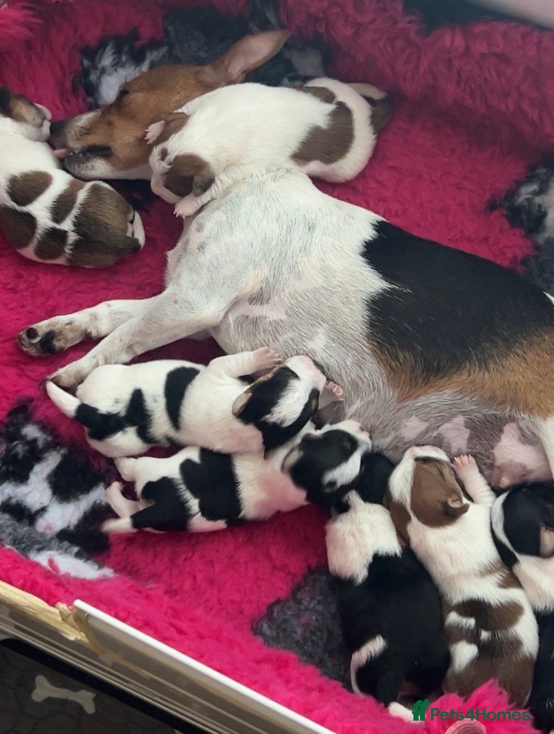 Jack Russell dogs for sale: Gorgeous Mini Jack Russell Terriers - Image 2