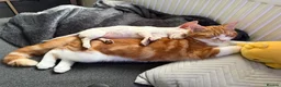 Chihuahua dogs for sale: 6 month old Female Chihuahua - Advert 12