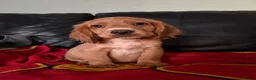 Cocker Spaniel dogs for sale: Beautiful cocker spaniels pups in Pontypool - Advert 9