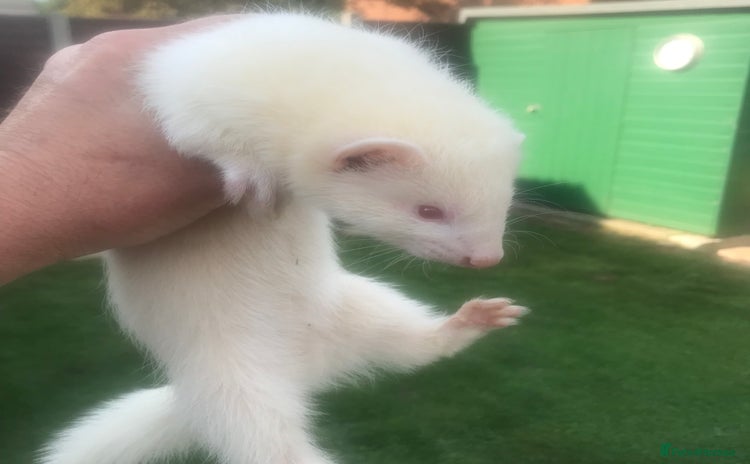Ferret rodents - Advert 15