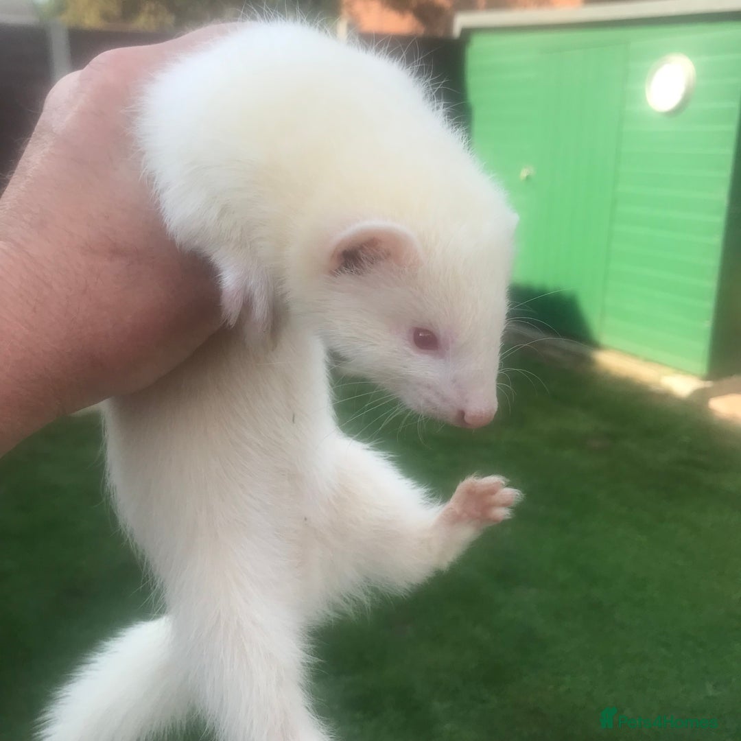 Ferret rodents for sale: Ferrets  - Image 1