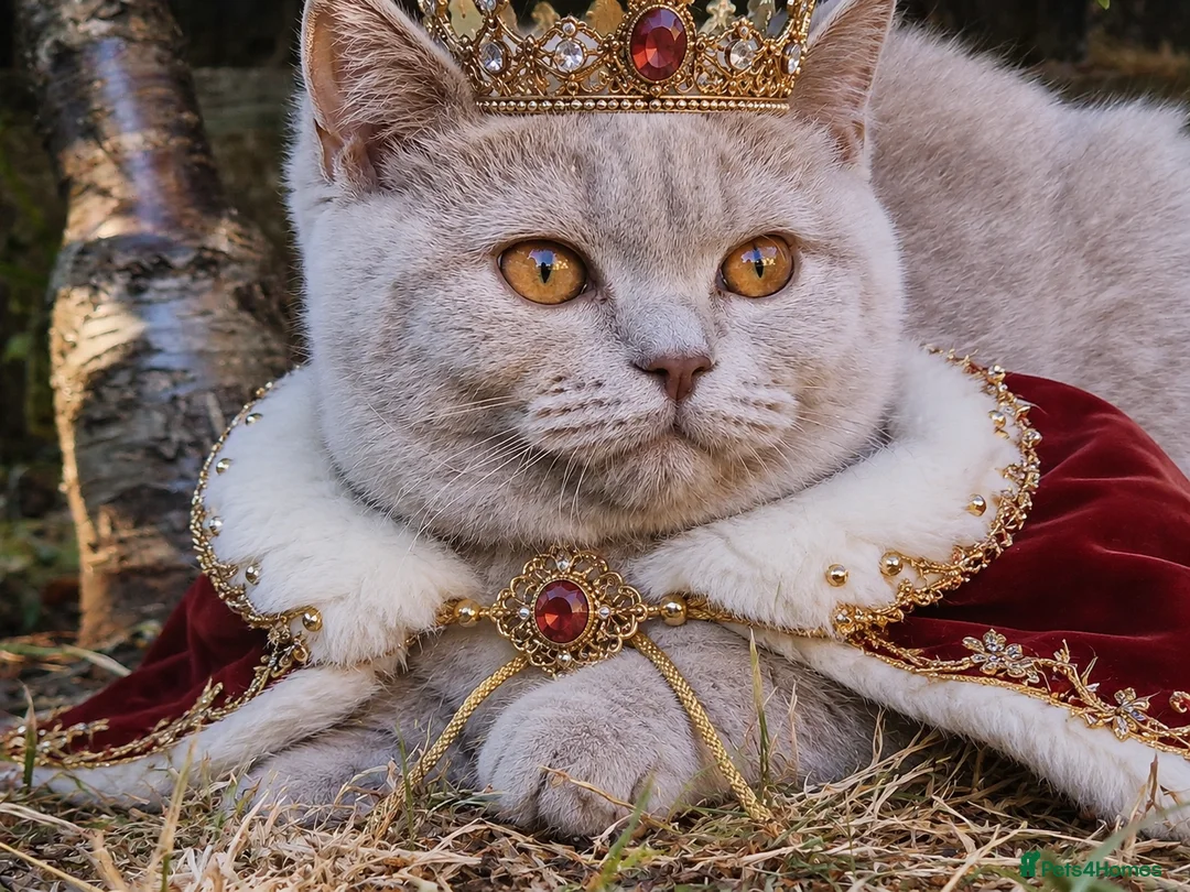 British Shorthair cats for sale: B Mohammed  - Advert 7
